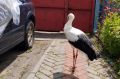 Житель Богучара отбил аиста у злобной стаи собак и забрал раненую птицу домой