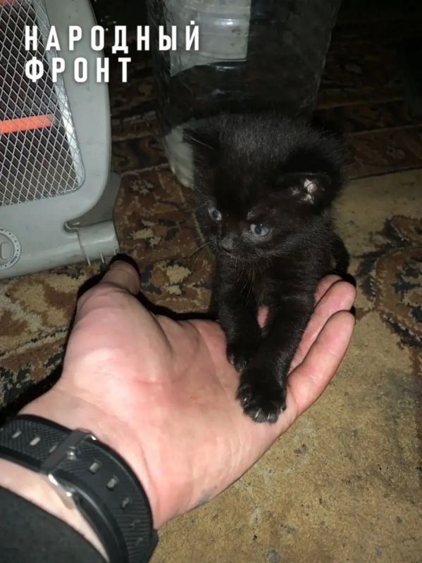Милота дня – котёнок с позывным Шахтёр