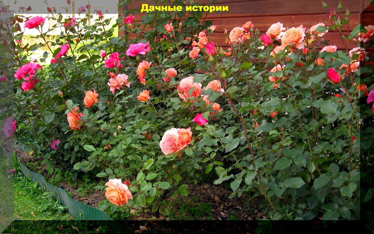 Как ухаживать за розами в июле для обильного цветения
