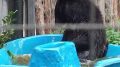 Как косолапые плещутся в водичке показал воронежский зоопарк