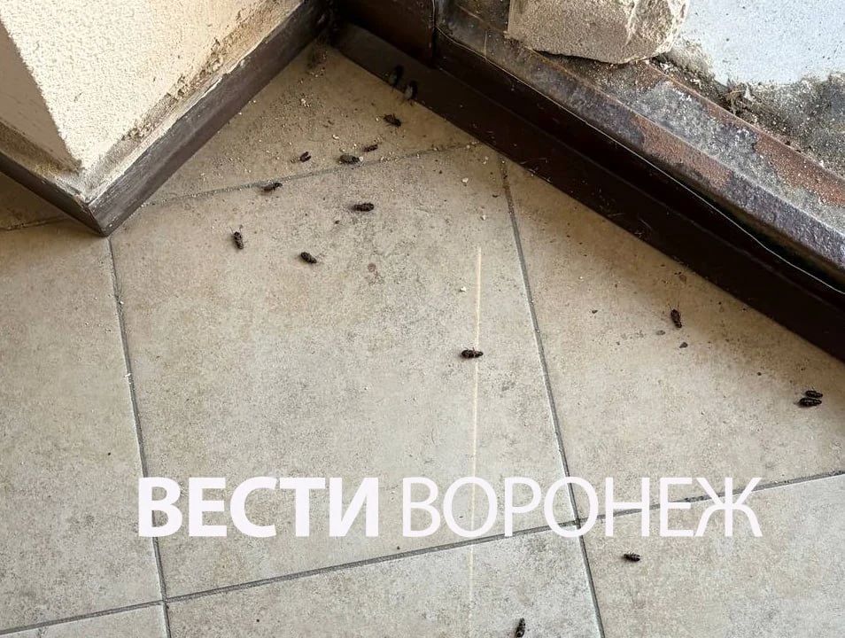 В Шилове началось нашествие жужелиц В Шилове началось нашествие жужелиц