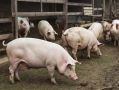 На 30% увеличен экспорт продукции воронежского АПК