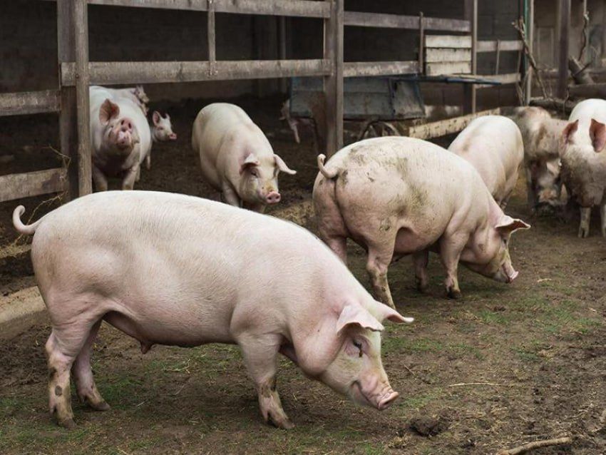 На 30% увеличен экспорт продукции воронежского АПК