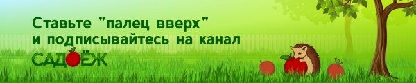 Как собрать облепиху без хлопот: простые и эффективные методы