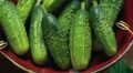 Как вырастить идеальные огурцы: секреты и советы агрономов