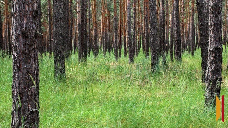 В районах Воронежской области введут запрет на посещение лесов