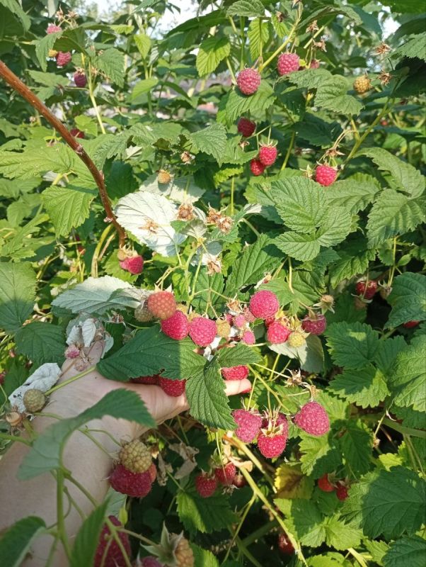 Одиннадцать ягод, которые украсит вашу дачу и поднимут здоровье