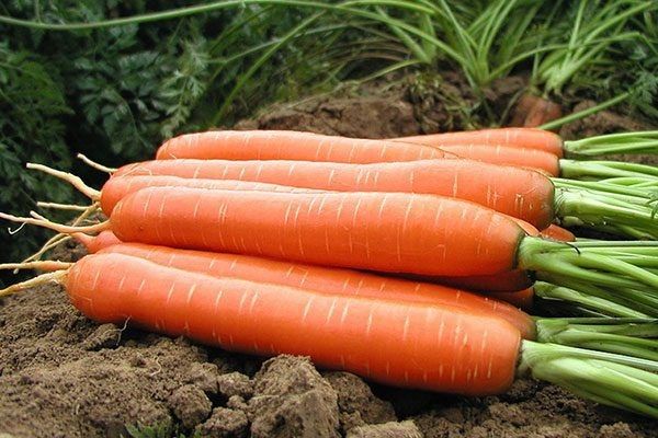 Как вырастить морковь Монастырская: секреты и советы садоводов