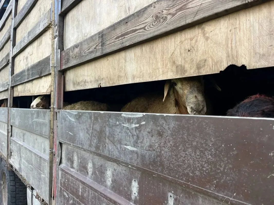 В Воронежской области остановили фуру с 249 баранами без документов
