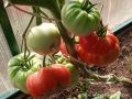 Крупноплодные томаты: удивительные сорта и секреты ухода