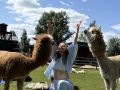Фестиваль «Альпака-фест» собрал в «Белом колодце» любимых гостей, угощал блюдами латиноамериканской кухни, приглашал станцевать бачату, и, конечно, предоставил возможность вдоволь пообниматься с невероятно харизматичными...