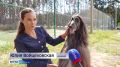 Самые титулованные собаки страны приехали в Воронеж, чтобы на ринге выяснить – кто лучше