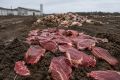 Мясокомбинат под Воронежем попался на нарушениях с отходами