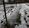 Как правильно открывать виноградные лозы весной