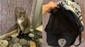 Кота в рюкзаке подкинули в парк «Танаис»