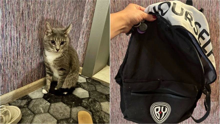 Кота в рюкзаке подкинули в парк «Танаис»