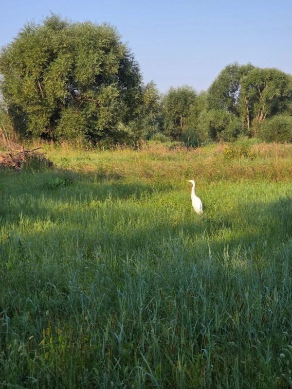 В Воронеже неизвестные подстрелили молодую цаплю: крыло пришлось ампутировать