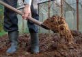 Потенциальные риски использования навоза в садоводстве