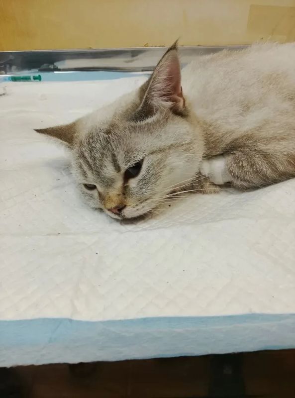 В Воронеже женщина спасла выпавшую из окна многоэтажки кошку В Воронеже женщина спасла выпавшую из окна многоэтажки кошку