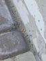 Южнорусского тарантула заметили в Ямном