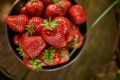 Секреты заморозки клубники: как сохранить летние ароматы зимой