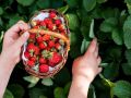 Как избежать ошибок в уходе за клубникой: основные угрозы и советы