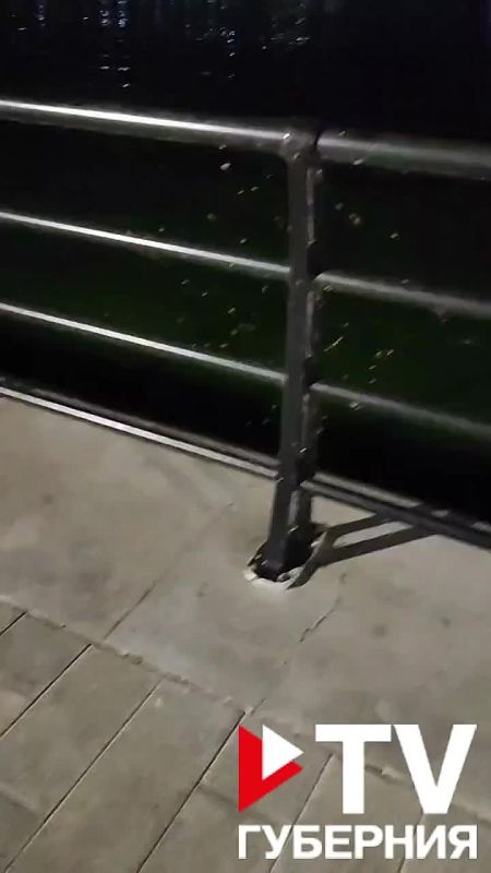 Нашествие гнуса и пауков на Петровскую набережную в Воронеже сняли на видео