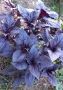 Легенда о базилике: растение, символизирующее любовь и утрату