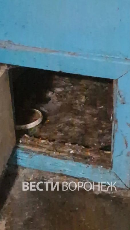 В Воронеже 5-этажка пропахла фекалиями из-за засора в подвале В Воронеже 5-этажка пропахла фекалиями из-за засора в подвале