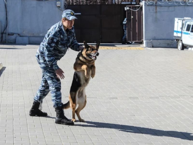 Полицейские заинтересовались мнением воронежцев о проделанной работе