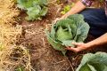 Как обработка нижних листьев капусты может спасти урожай от болезней