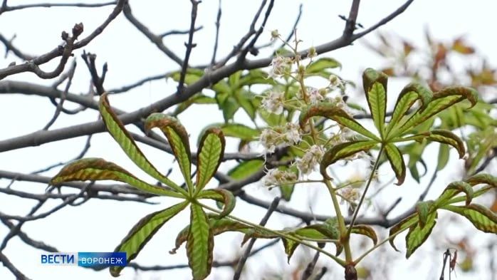 Каштаны неожиданно зацвели на улице Фридриха Энгельса