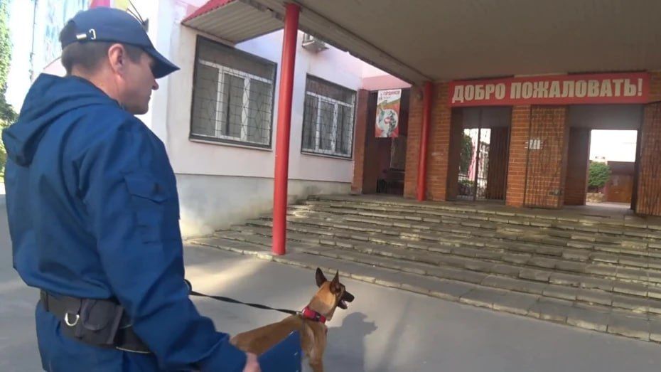 Кинологи обследовали избирательные участки в Воронеже накануне выборов в Госдуму