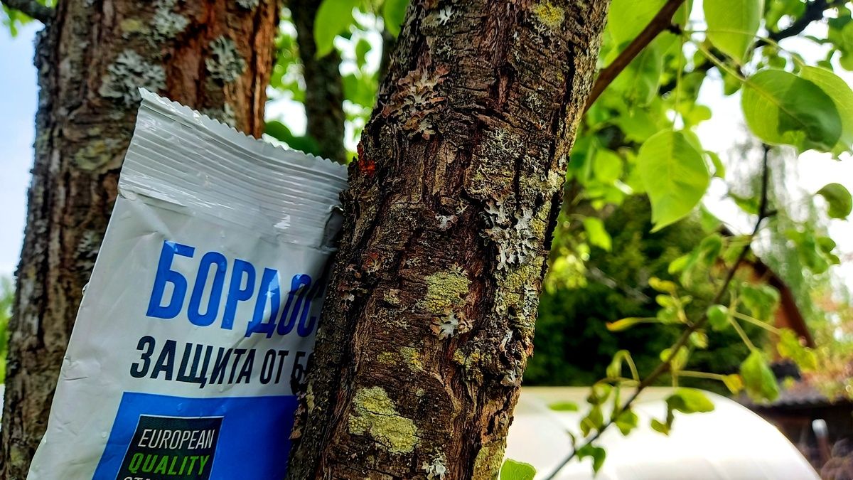 Эффективные средства для борьбы с вредителями и болезнями сада осенью