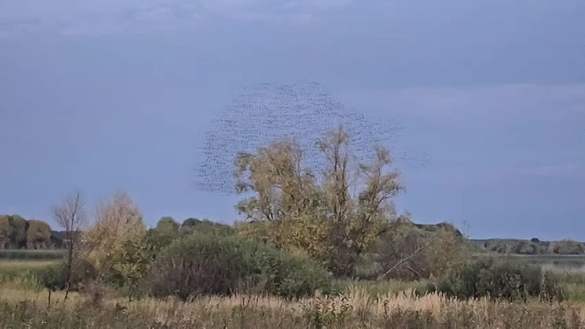В Воронежском заповеднике заметили мурмурацию скворцов