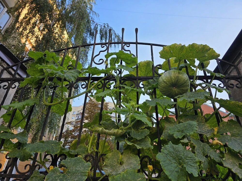 В центре Воронежа на городском заборе вырастили тыквы В центре Воронежа на городском заборе вырастили тыквы