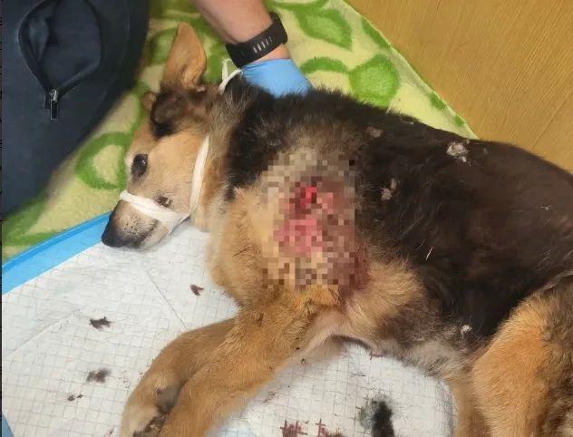 Собака пострадала во время ночной атаки БПЛА на Воронеж Собака пострадала во время ночной атаки БПЛА на Воронеж