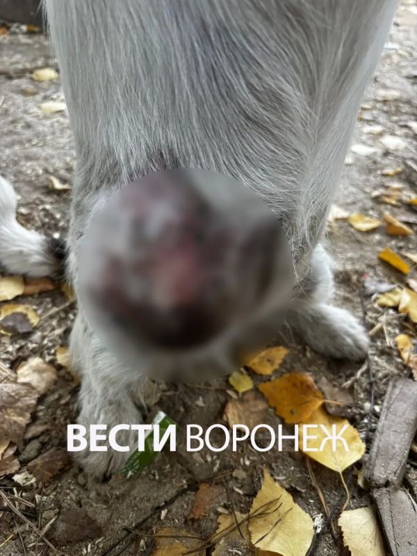 Зашивали раны 3,5 часа. Овчарка растерзала джек-рассела в селе Чертовицы Зашивали раны 3,5 часа. Овчарка растерзала джек-рассела в селе Чертовицы