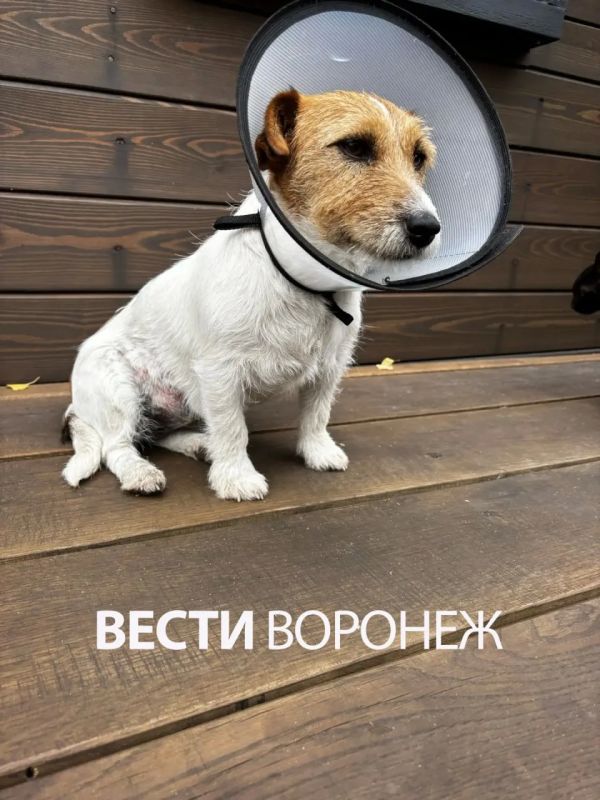 Зашивали раны 3,5 часа. Овчарка растерзала джек-рассела в селе Чертовицы Зашивали раны 3,5 часа. Овчарка растерзала джек-рассела в селе Чертовицы