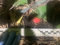 � ������������� ����������� ��������� 26-������ ���������� �������� � ������� ������� ���������