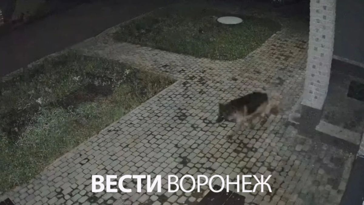 Зашивали раны 3,5 часа. Овчарка растерзала джек-рассела в селе Чертовицы Зашивали раны 3,5 часа. Овчарка растерзала джек-рассела в селе Чертовицы