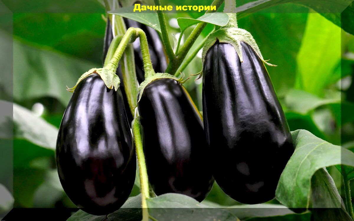 Секреты получения богатого урожая баклажанов: два лучших сорта для вашего дачного участка