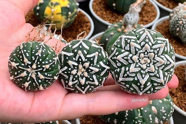Уникальные звёздчатые кактусы: секреты ухода и популярные сорта