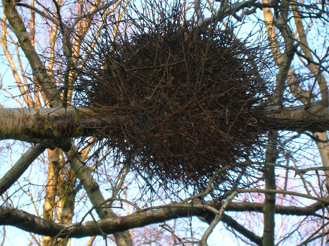 Ведьмины метлы: удивительные наросты на деревьях и их загадочные причины