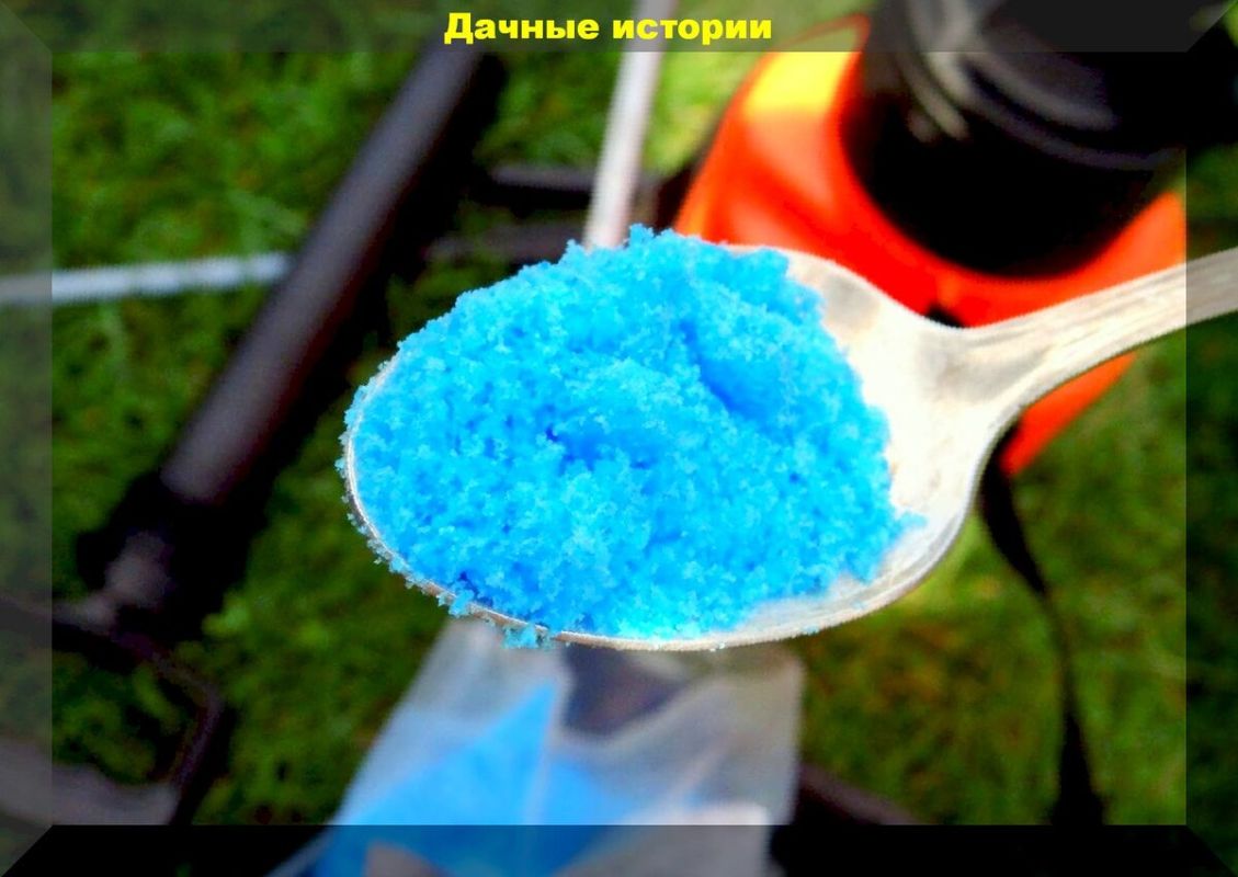 Как подготовить розы и сад к зиме: Проверенные методы борьбы с болезнями