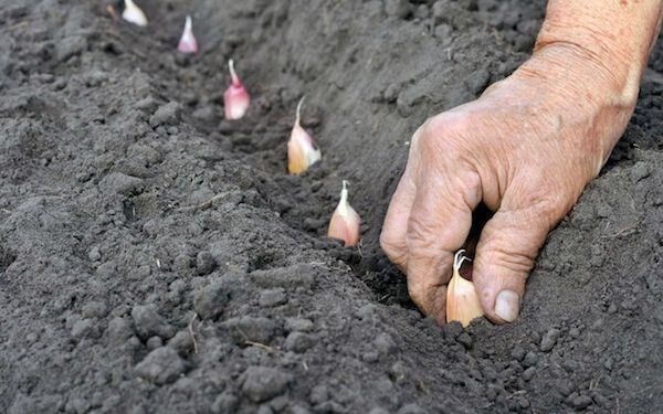 Чем грозят ошибки при посадке озимого чеснока: что важно знать