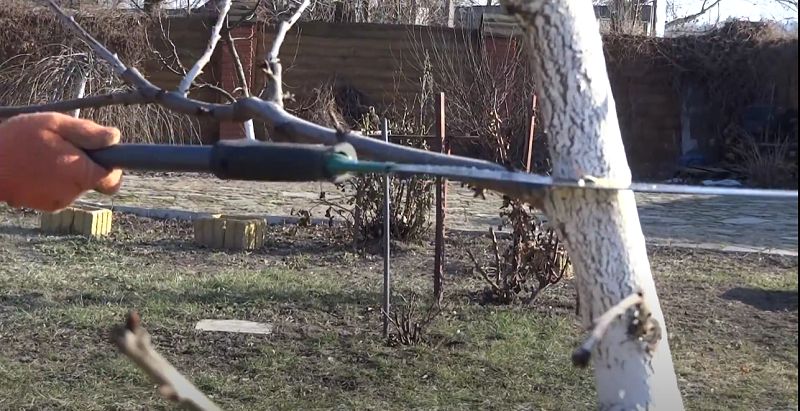 Как осенняя обрезка черешни поможет получить богатый урожай