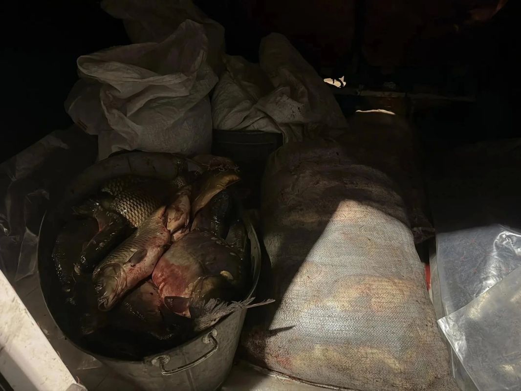 В Павловском районе Госавтоинспекторы раскрыли кражу более 100 килограммов рыбы