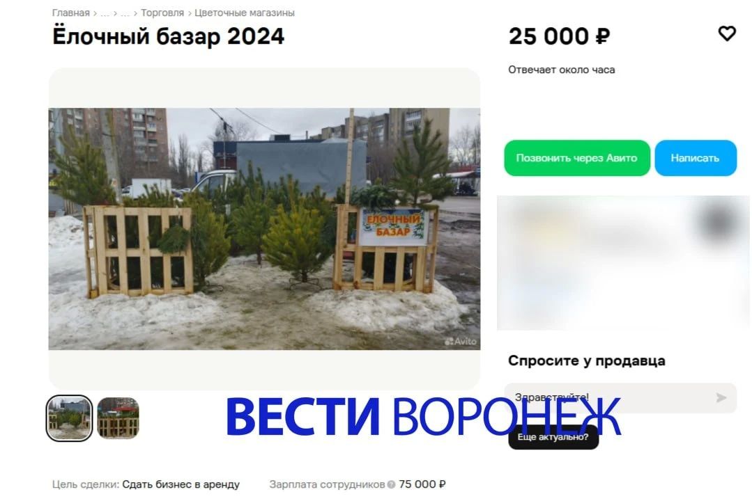Точки ёлочных базаров в Воронеже начали сдавать в аренду