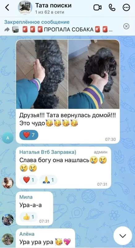 Собаку, сбежавшую после ДТП в Воронежской области, нашли